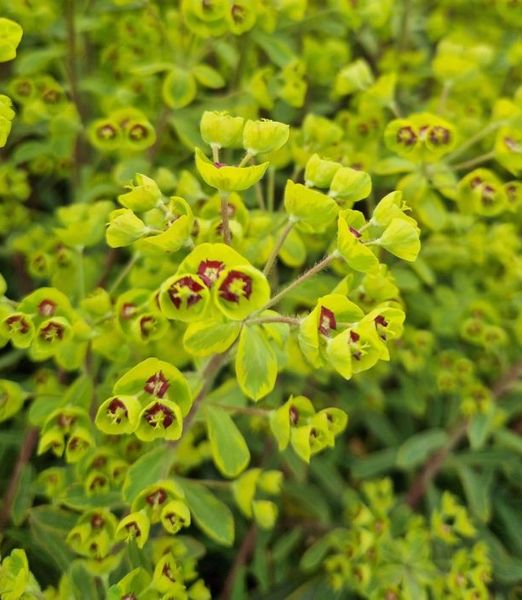 Euphorbia 'Ascot Rainbow'